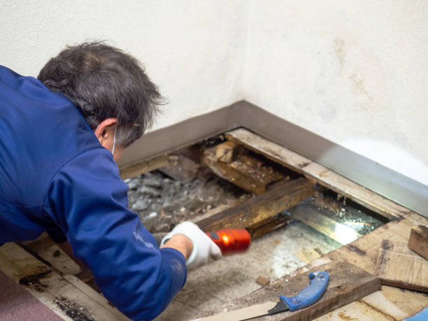 Reliable Hazel Park, MI Mold Remediation Solutions
