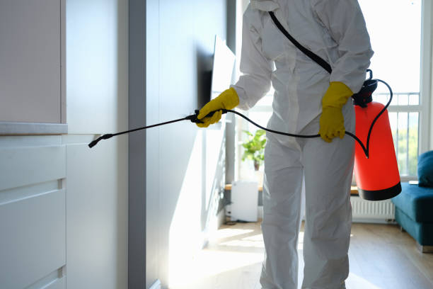 Best Attic Mold Remediation in Hazel Park, MI
