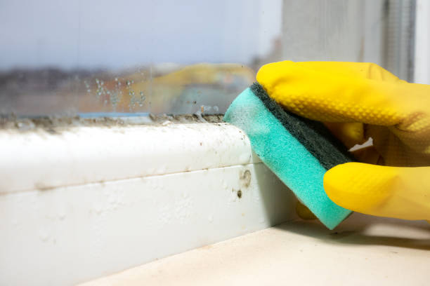 Best Preventive Mold Services in Hazel Park, MI