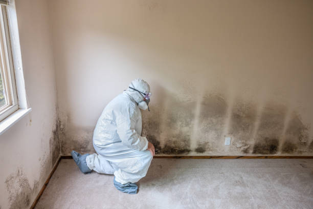 Best Mold Remediation for Schools in Hazel Park, MI