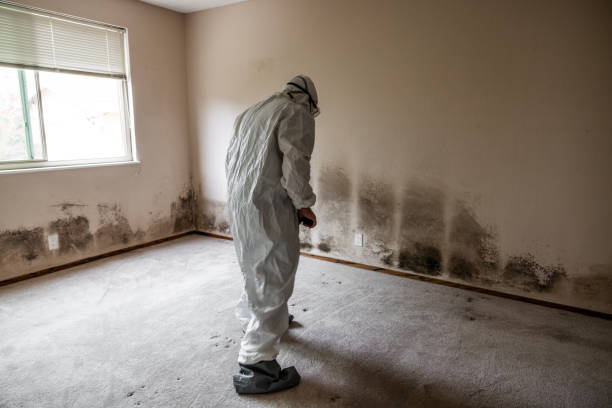 Best Commercial Mold Remediation in Hazel Park, MI