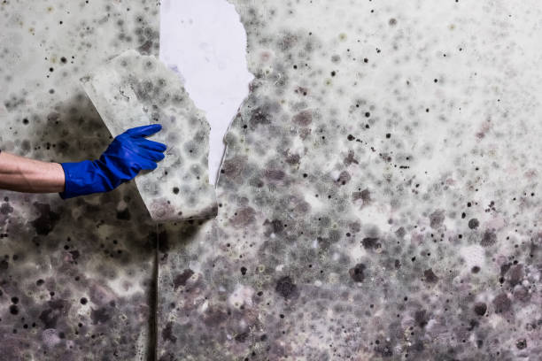 Best Crawl Space Mold Remediation in Hazel Park, MI