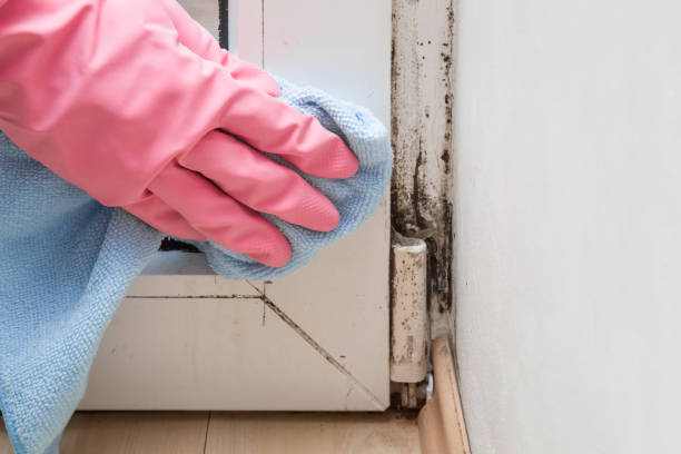 Best Residential Mold Remediation in Hazel Park, MI